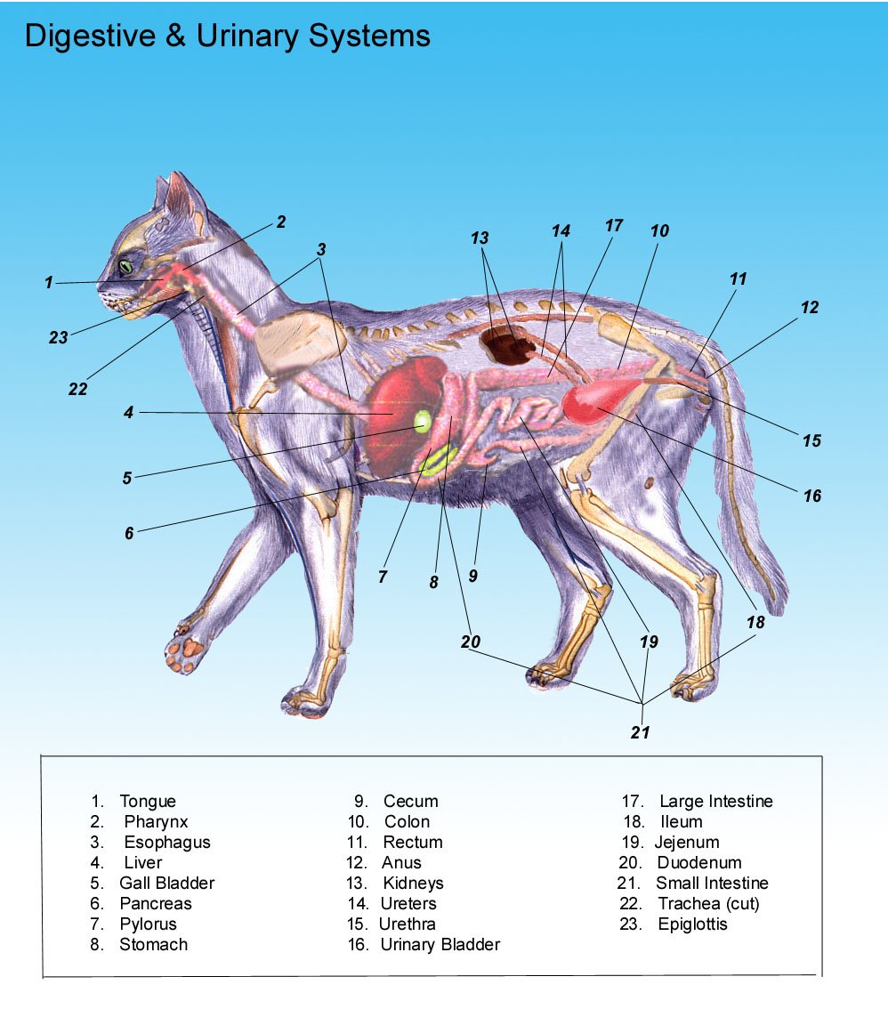 cat anatomy cat skull Growthreport