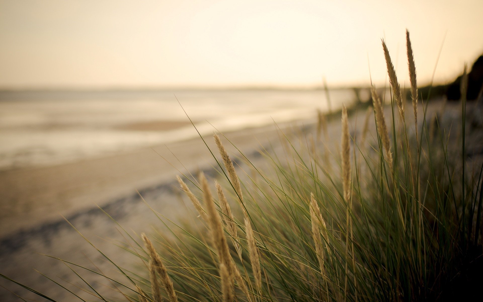 Image Close Up Plant Vegetation Ears Green Sea Sand Beach Blur