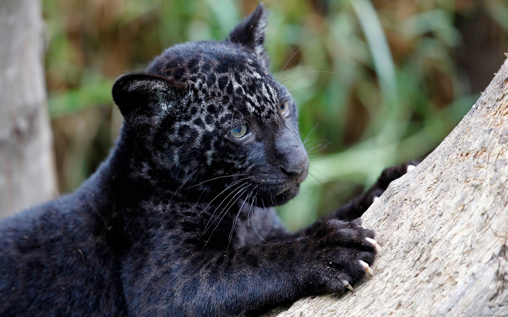 image panther panther cub animal leopard wildlife wild 1680x1050
