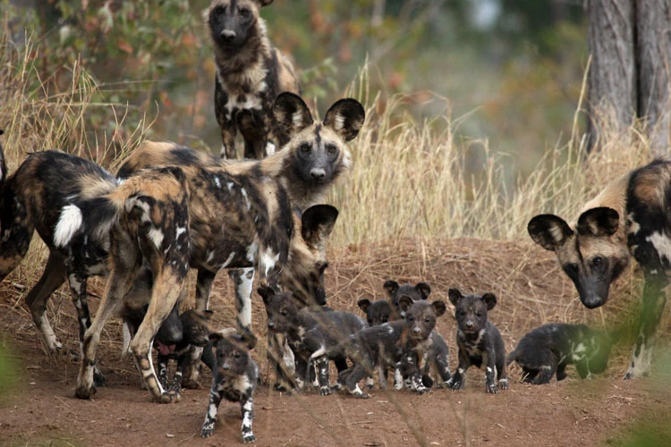 Image Africanwilddogspack.jpg Animal Jam Clans Stories Wiki FANDOM powered by Wikia