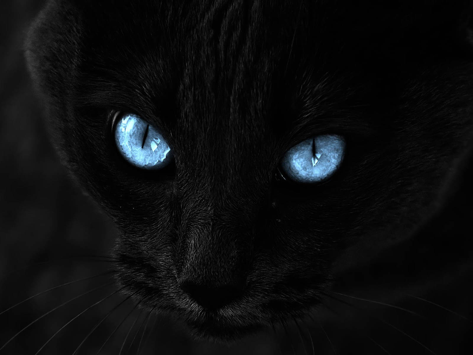 image black cat with blue eyes hd wallpaper desktop jpg animal