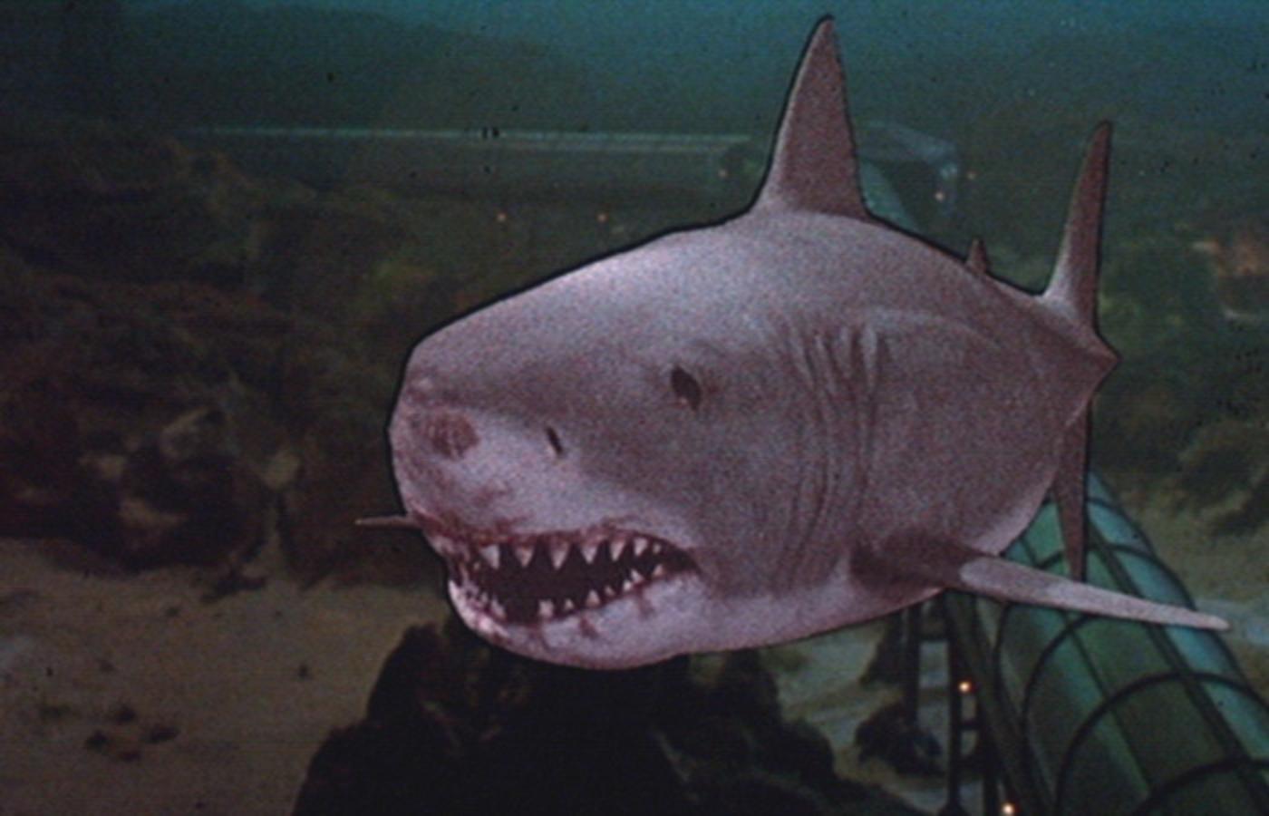 Image Great White Shark from Jaws III.jpg Animal Villains Wiki