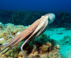 250px-Octopus3