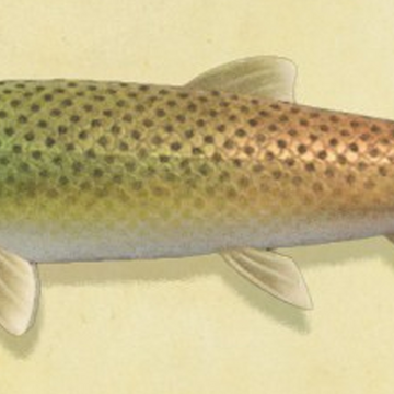 Stringfish Animal Crossing Wiki Fandom