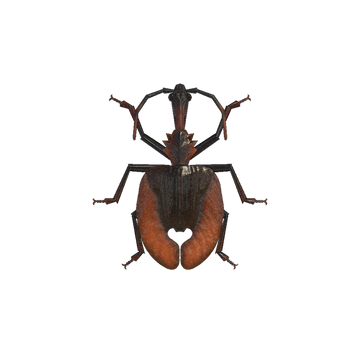 Violin Beetle Animal Crossing Wiki Fandom