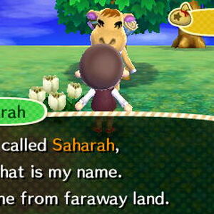 Saharah Gallery Animal Crossing Wiki Fandom