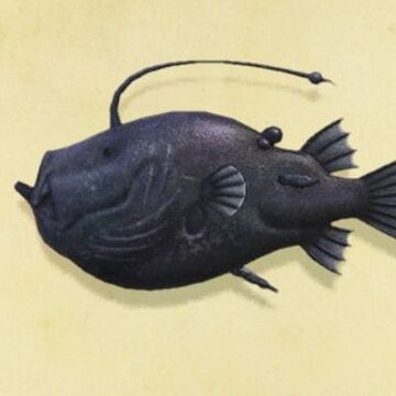 Football Fish Animal Crossing Wiki Fandom