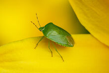 Realstinkbug