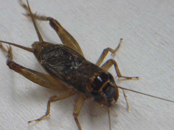 Cricket Animal Crossing Wiki FANDOM powered by Wikia