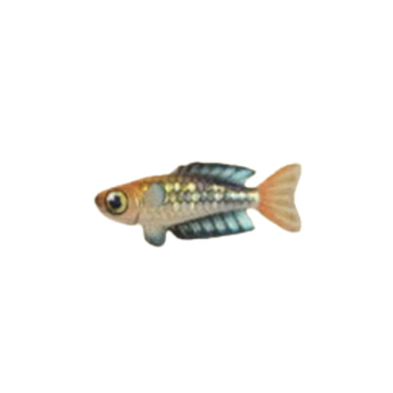 Rainbowfish Animal Crossing Wiki Fandom