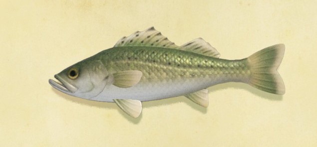 Sea bass Animal Crossing Wiki Fandom Sea bass Animal Crossing Wiki Fandom