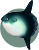 Fish (City Folk) | Animal Crossing Wiki | FANDOM powered by Wikia