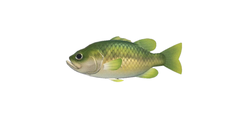 Black bass Animal Crossing Wiki Fandom