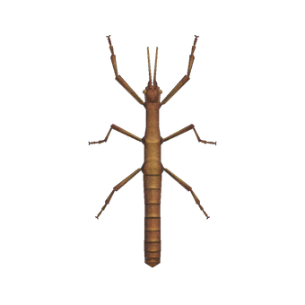 Insecto Palo Animal Crossing Enciclopedia Fandom