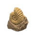 NH-Furniture-ammonite