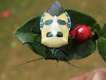 Man-faced stink bug