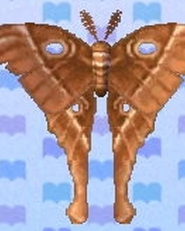 Study Of Different Types Of Silk Moths