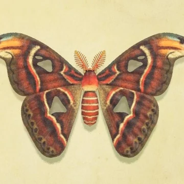 What Type Of Moth Is Pink And Yellow