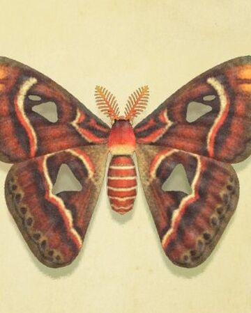 Animal Crossing New Leaf Oak Silk Moth Price Atlas Moth Animal Crossing Wiki Fandom