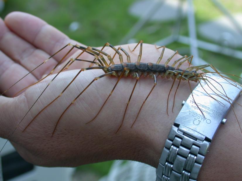 house centipede animal crossing