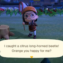 Citrus Long Horned Beetle Animal Crossing Wiki Fandom