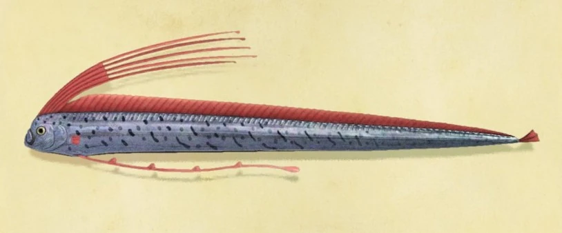 Oarfish Animal Crossing Wiki Fandom