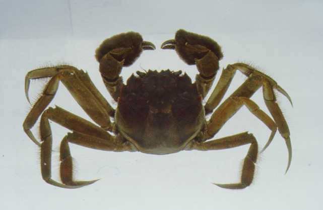 Mitten crab Animal Crossing Wiki FANDOM powered by Wikia