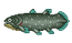 Coelacanth Animal Crossing Wiki Nookipedia