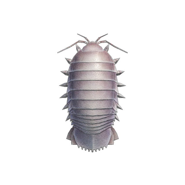 Giant isopod | Animal Crossing Wiki | Fandom