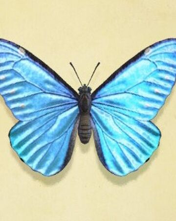 Emperor Butterfly Animal Crossing Wiki Fandom