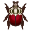 NH-Icon-goliathbeetle