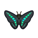 Common bluebottle