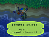 Coelacanth | Animal Crossing Wiki | Fandom