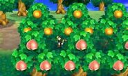 Fruit | Animal Crossing Wiki | FANDOM powered by Wikia