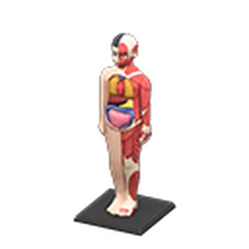 Anatomical Model Animal Crossing Wiki Fandom