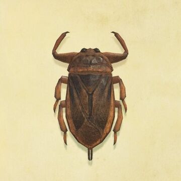Giant Water Bug Animal Crossing Wiki Fandom