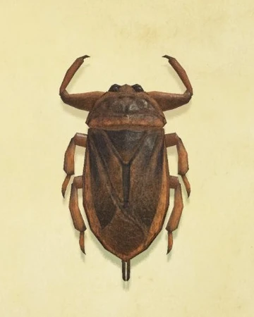 Giant Water Bug Animal Crossing Wiki Fandom