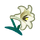 NH-white lily icon