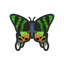 NH-Icon-madagascansunsetmoth