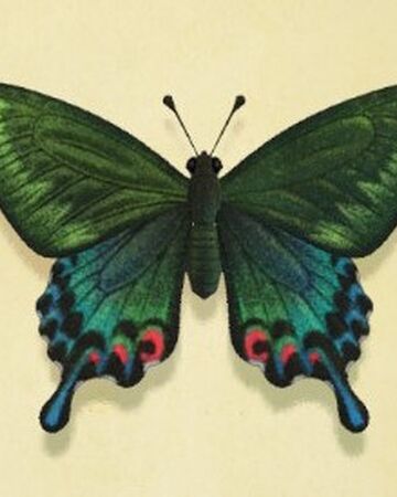 Peacock Butterfly Animal Crossing Wiki Fandom