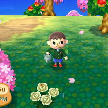 Cherry Blossom Festival Animal Crossing Wiki Fandom