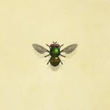 Fly Animal Crossing Wiki Fandom