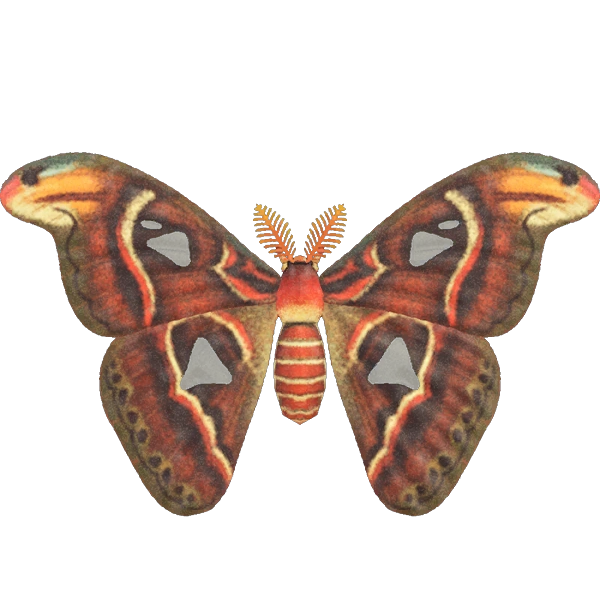 Attacus Atlas Animal Crossing Wiki Fandom