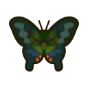 Peacock Butterfly