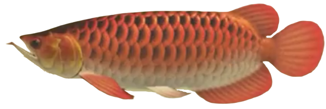 Arowana | Animal Crossing Wiki | Fandom