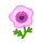 NH-pink windflowers-icon