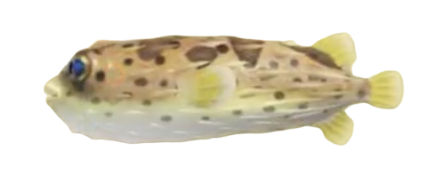Puffer fish | Animal Crossing Wiki | Fandom
