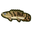 NH-Icon-saddledbichir