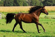 Cheval
