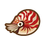 NH-Icon-chamberednautilus